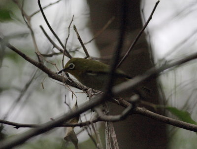 Japanes White-eye (Zosterops japonicus)