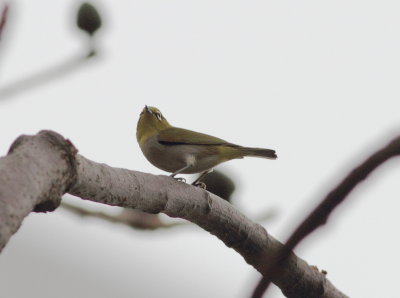 Japanese White-eye (Zosterops japonicus).