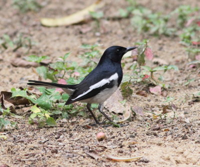 Oriental Magpie-Robin (Copsychus saularis)