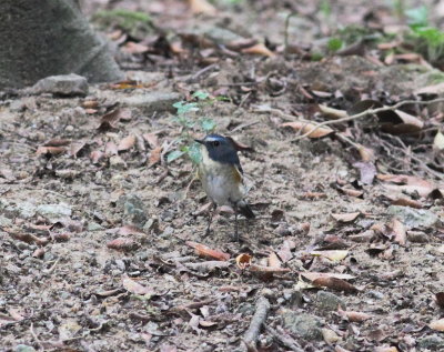 Red-Flanked Bluetail (Tarsiger cyanurus)