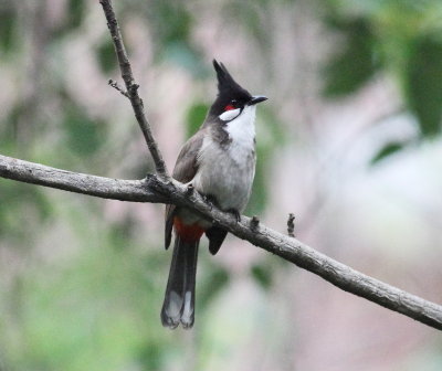 Red-whiskered Bulbul (Pycnonotus jocosus)