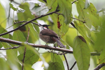 Red-whiskered Bulbul (Pycnonotus jocosus)