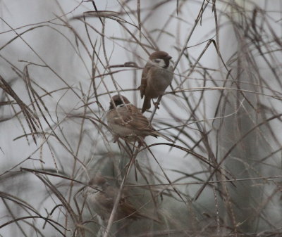 Tree Sparrow (Passer montanus)