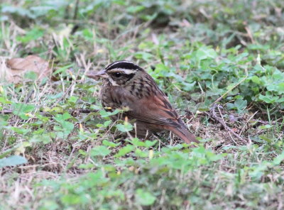 Tristram's Bunting (Emberiza tristrami)