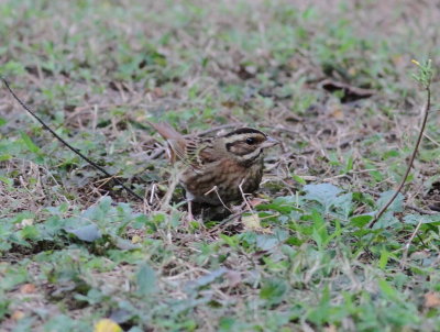 Tristram's Bunting (Emberiza tristrami)
