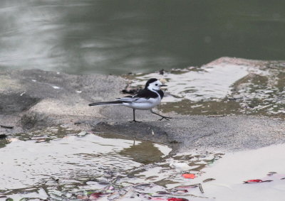 Amur white Wagtail (Motacilla alba leucopsis)