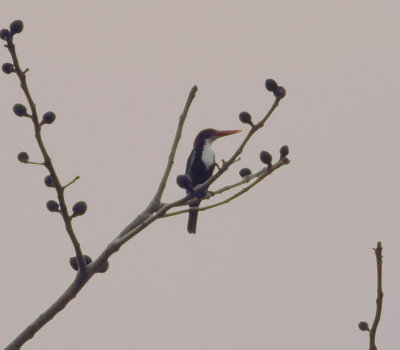 White-throated Kingfisher (Halcyon smyrnensis)