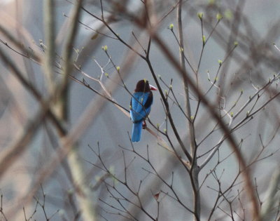 White-throated Kingfisher (Halcyon smyrnensis)