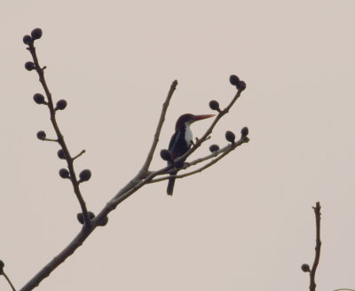 White-throated Kingfisher (Halcyon smyrnensis)