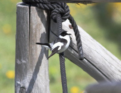 Collared Flycatcher (Ficedula albicollis)