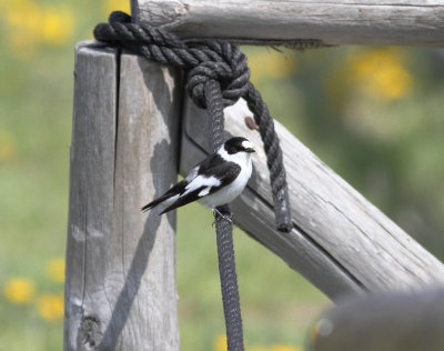 Collared Flycatcher (Ficedula albicollis)