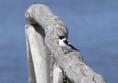 Collared Flycatcher (Ficedula albicollis)
