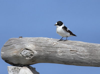 Collared Flycatcher (Ficedula albicollis)