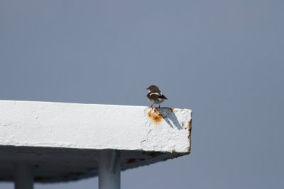 Pied Flycatcher (Ficedula hypoleuca)