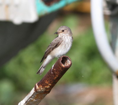 Spotted Flycatcher (Muscicapa striata)