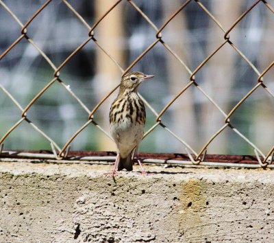 Tree Pipit (Anthus trivialis)