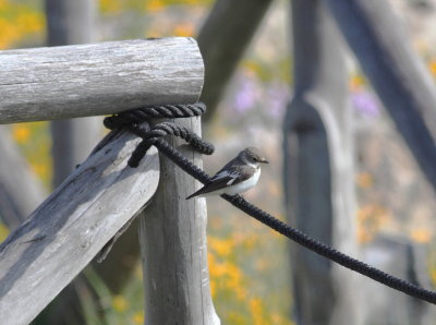 Collared Flycatcher (Ficedula albicollis)