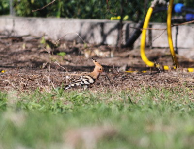 Hoopoe (Upupa epops)