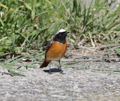 Redstart  (Phoenicurus phoenicurus)