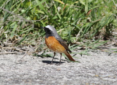 Redstart (Phoenicurus phoenicurus)