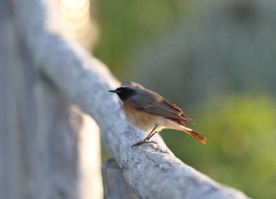Redstart (Phoenicurus phoenicurus)