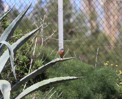 Rock Thrush (Monticola saxatilis)
