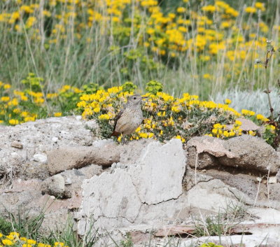 Rock Thrush (Monticola saxatilis)