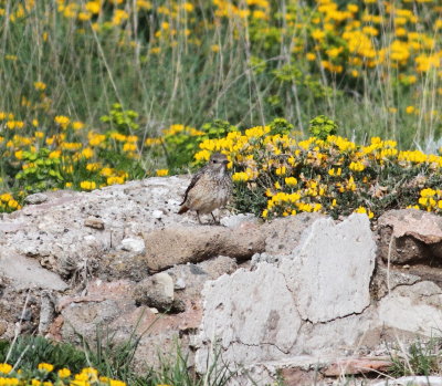 Rock Thrush (Monticola saxatilis)