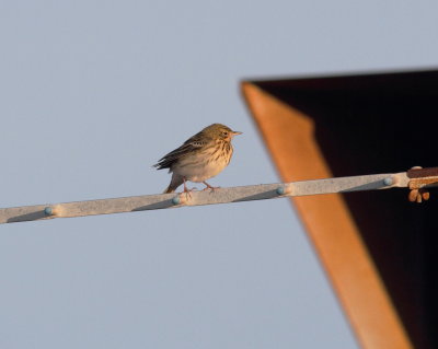 Tree Pipit (Anthus trivialis)
