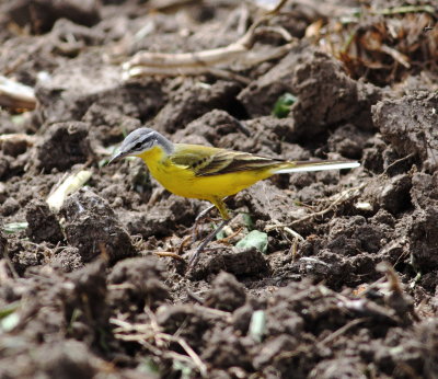 Yellow Wagtail (Motacilla flava)