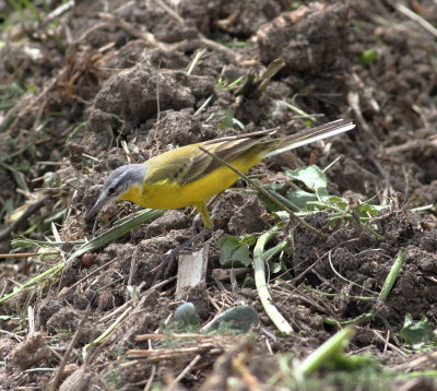 Yellow Wagtail (Motacilla flava)