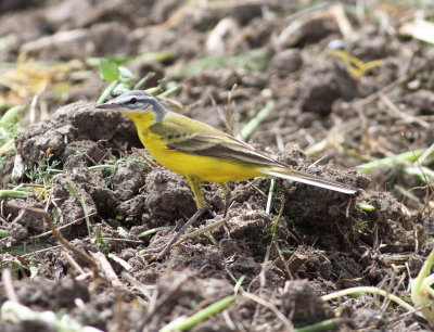 Yellow Wagtail (Motacilla flava)