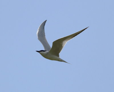 Gull-billed Tern (Gelochelidon nilotica).jpg