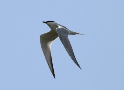 Gull-billed Tern 2 (Gelochelidon nilotica).jpg