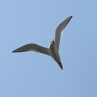 Gull-billed Tern 3 (Gelochelidon nilotica).jpg