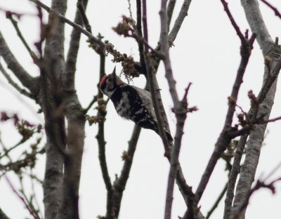Lesser Spotted Woodpecker (Dendrocopos minor).jpg