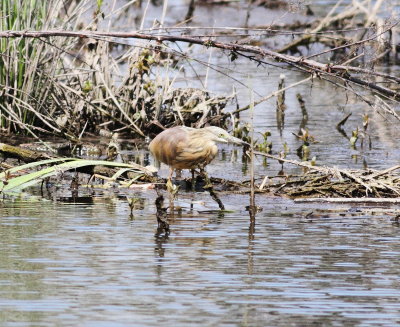 Squacco Heron (Ardeola ralloides)
