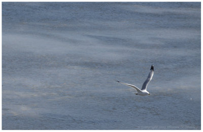 Flying Away From Winter!