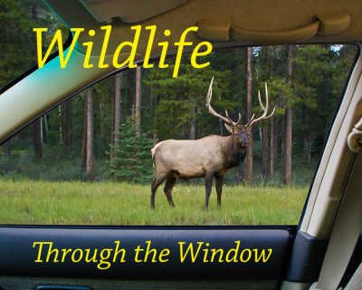 Wildlife Through the Window