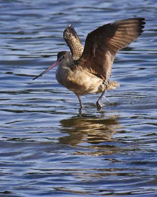 Godwit
