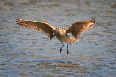 Godwit