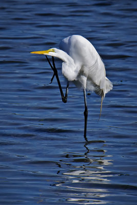 Great Egret