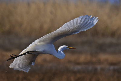 Great Egret