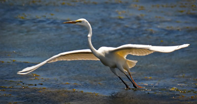 Great Egret