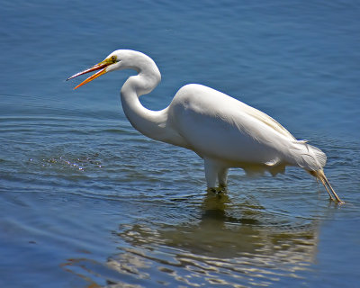 Great Egret