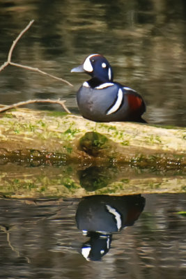 Harlequin Duck