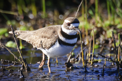 Killdeer
