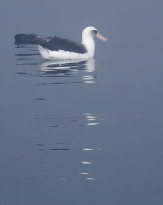 Laysan Albatross