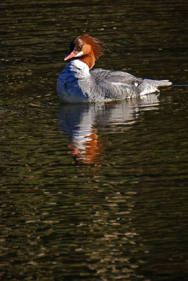 Merganser