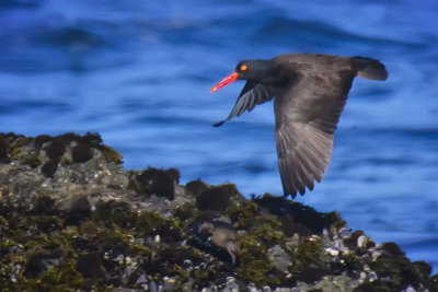 Oystercatcher